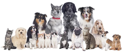 GROOMING COMPLETO ( RAZAS PEQUEÑAS Y MEDIANAS ) / $65.000