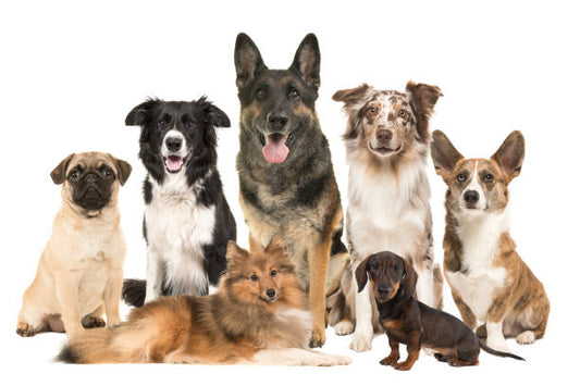 GROOMING COMPLETO ( RAZAS GRANDES ) / $110.000