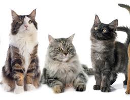 GROOMING FELINO / $65.000